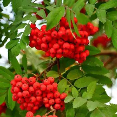 Рябина ОБЫКНОВЕННАЯ в Кобрине