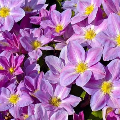 Клематис ЧЕЙНДЖ ОФ ХАРТ в Кобрине