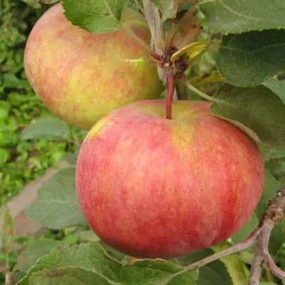 Яблоня ПЕРВОУРАЛЬСКОЕ в Кобрине