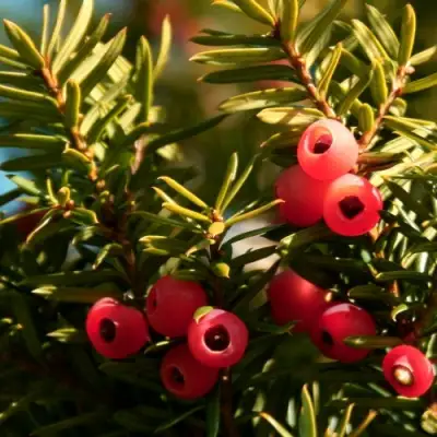 Тис ЭЛЕГАНТИССИМА ягодный в Кобрине