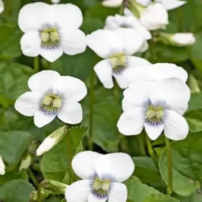 Фиалка АЛЬБИФЛОРА сестринская в Кобрине