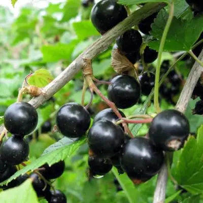 Смородина чёрная ЧЁРНЫЙ АИСТ в Кобрине