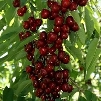 Черешня ХЕЛЕНА колоновидная в Кобрине