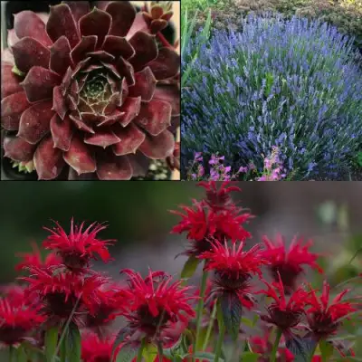 Комплект ФИОЛЕТОВОЕ ВДОХНОВЕНИЕ в Кобрине