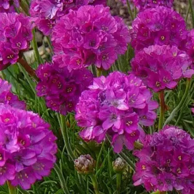 Армерия МОНИНГ СТАР ДИП РОУЗ в Кобрине