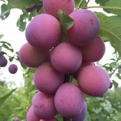 Слива ИМПЕРИАЛ колонновидная в Кобрине