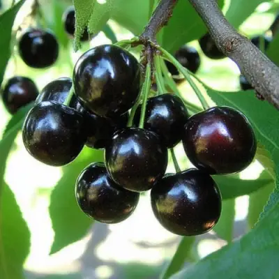 Вишня РОССОШАНСКАЯ ЧЕРНАЯ в Кобрине