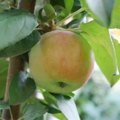 Яблоня ПОДСНЕЖНИК стелющаяся в Кобрине