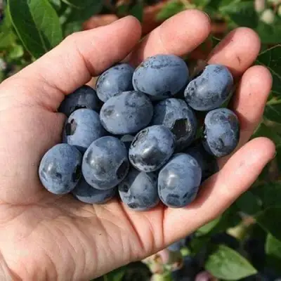 Голубика ПАТРИОТ в Кобрине