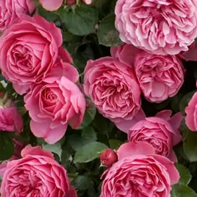 Роза ЛЕОНАРДО ДА ВИНЧИ флорибунда в Кобрине