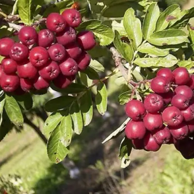 Рябина БУРКА сладкоплодная в Кобрине