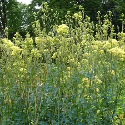 Василистник ГЛАУКУМ желтый в Кобрине