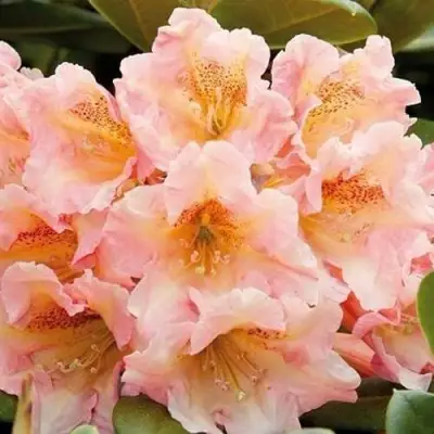 Рододендрон ФЛАУТАНДО в Кобрине