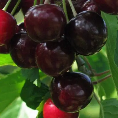 Черешня ВАЛЕРИЙ ЧКАЛОВ в Кобрине