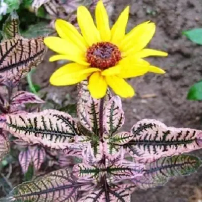 Гелиопсис САММЕР ПИНК в Кобрине