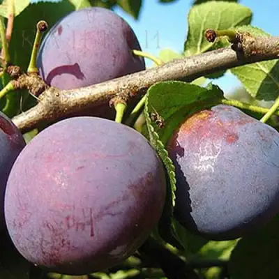 Слива СТАРТОВАЯ в Кобрине