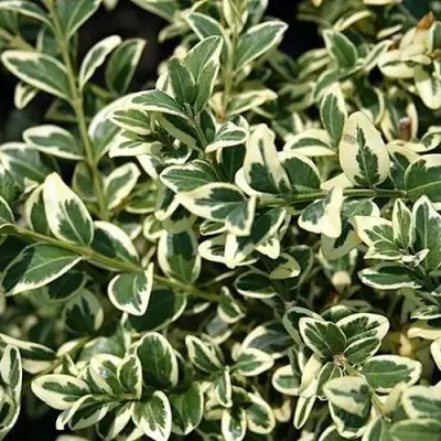 Бирючина ВАРИЕГАТУМ овальнолистная в Кобрине