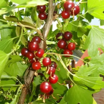 Смородина золотистая ВИШНЕВАЯ в Кобрине