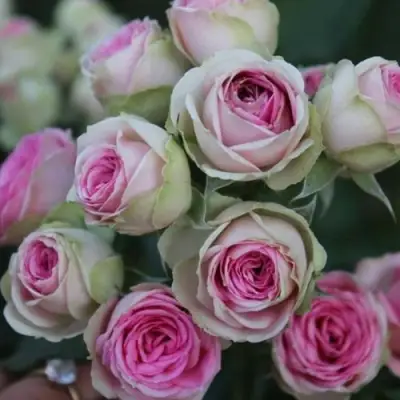 Роза МИМИ ЭДЕН спрей в Кобрине