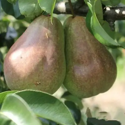 Груша БРЯНСКАЯ КРАСАВИЦА в Кобрине