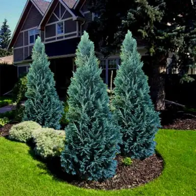 Кипарисовик ВАН ПЕЛЬТС БЛЮ лавсона в Кобрине