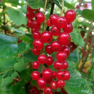 Смородина красная КОНСТАНТИНОВСКАЯ в Кобрине