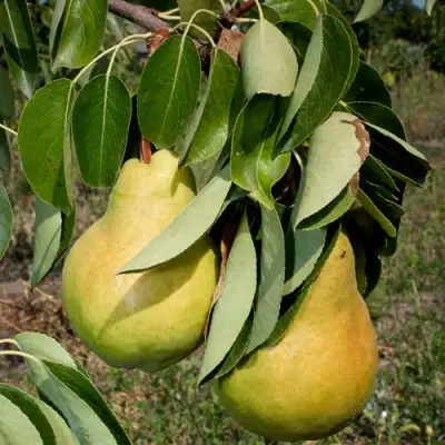 Груша ДЮШЕС ЛЕТНИЙ в Кобрине