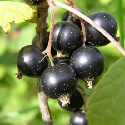 Смородина чёрная ПАМЯТЬ ВАВИЛОВА в Кобрине