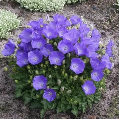 Колокольчик САНТА карпатский в Кобрине