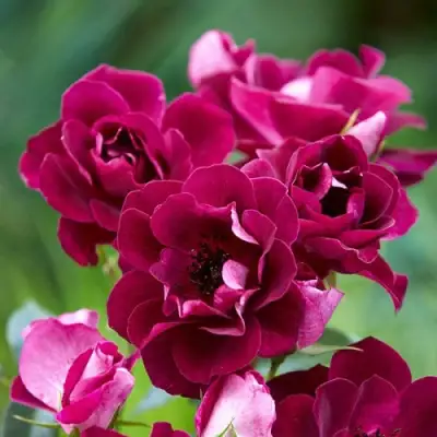 Роза БУРГУНДИ АЙС флорибунда в Кобрине