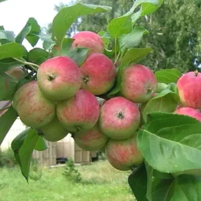 Яблоня ГРУШОВКА МОСКОВСКАЯ в Кобрине