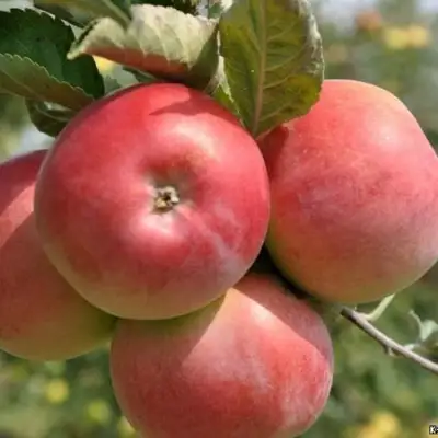 Яблоня ВЭМ-РОЗОВЫЙ в Кобрине