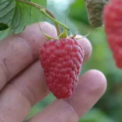 Малина КОРПИКО в Кобрине