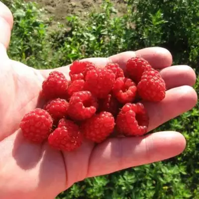 Малина БАЛЬЗАМ в Кобрине