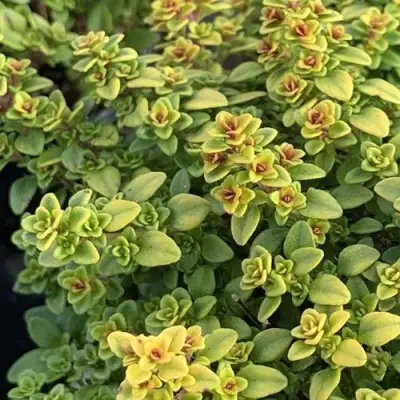 Тимьян АРЧЕРЗ ГОЛД в Кобрине