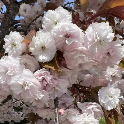 Сакура ШИРОФУГЕН в Кобрине