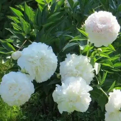 Пион МУН ОВЕР БАРРИНГТОН травянистый в Кобрине