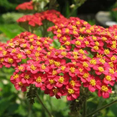 Тысячелистник ПАПРИКА обыкновенный в Кобрине