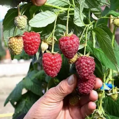 Малина ПОЛЕСЬЕ в Кобрине