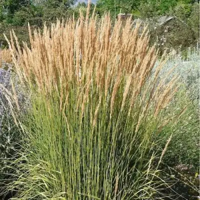 Вейник АВАЛАНШ остроцветковый в Кобрине