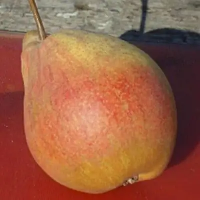 Груша ТАТЬЯНА в Кобрине