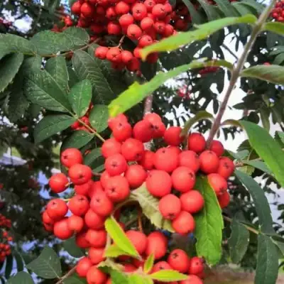 Рябина НЕВЕЖИНСКАЯ сладкоплодная в Кобрине