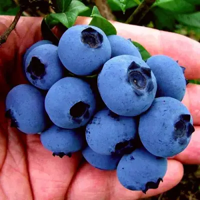 Голубика РЕКА в Кобрине