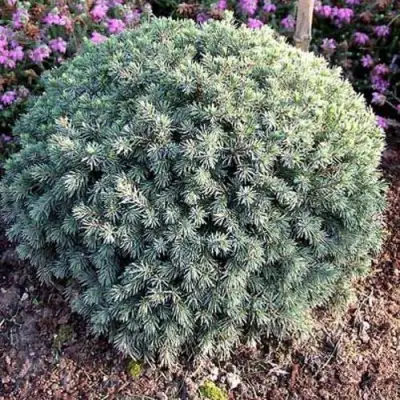 Ель ЭХИНИФОРМИС сизая в Кобрине