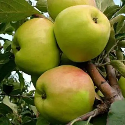 Яблоня БРАТ ЧУДНОГО стелющаяся в Кобрине