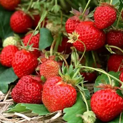 Клубника САН АНДРЕАС ремонтантная в Кобрине