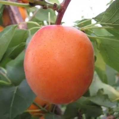 Абрикос ГОЛД РИЧ в Кобрине