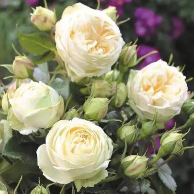 Роза ВЕНДИНГ ПИАНО чайно-гибридная в Кобрине