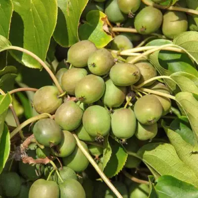 Актинидия ДЖИРАЛЬДИ в Кобрине