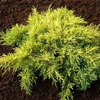 Можжевельник МОРДИГАН ГОЛД средний в Кобрине